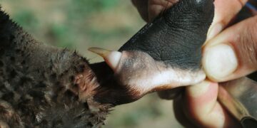 This is the animal whose venom causes disproportionate suffering, according to Australian biologists