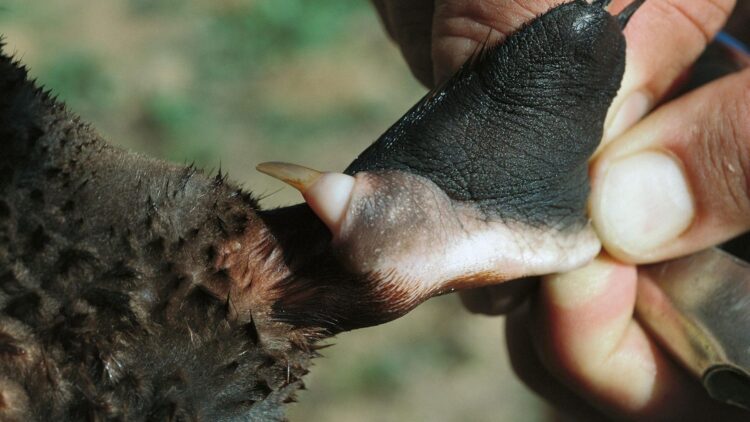Neither snake nor spider—this is the animal whose venom causes disproportionate suffering, according to Australian biologists 1 This is the animal whose venom causes disproportionate suffering, according to Australian biologists