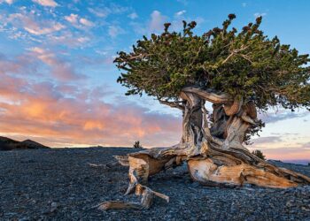 Farewell to the oldest tree ever known—a scientific error in Nevada wiped out 5,000 years of living history
