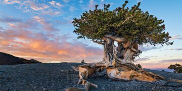 Farewell to the oldest tree ever known—a scientific error in Nevada wiped out 5,000 years of living history