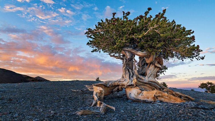 Farewell to the oldest tree ever known—a scientific error in Nevada wiped out 5,000 years of living history
