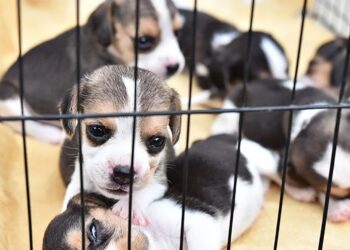 Goodbye to the sale of puppies and kittens in Connecticut stores—Stamford halts the ordinance and lawmakers prepare a state law