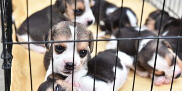 Goodbye to the sale of puppies and kittens in Connecticut stores—Stamford halts the ordinance and lawmakers prepare a state law