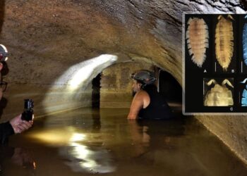 It's official—scientists discover an unknown animal in an ancient Roman mine—never seen before