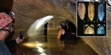 It's official—scientists discover an unknown animal in an ancient Roman mine—never seen before