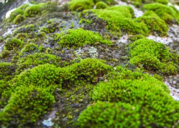 No rigid panels or cluttered roofs—this is how Solar Ivy works, the solar moss that produces electricity