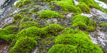 No rigid panels or cluttered roofs—this is how Solar Ivy works, the solar moss that produces electricity