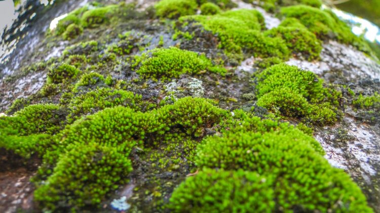 No rigid panels or cluttered roofs—this is how Solar Ivy works, the solar moss that produces electricity