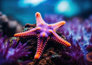 Starfish display a mechanical intelligence that surprises even the engineers who study them