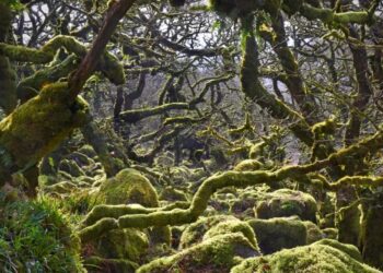 Wistman's Wood survives as a living relic, while mass tourism and climate change threaten it