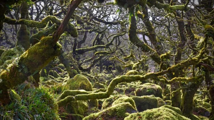 Wistman's Wood survives as a living relic, while mass tourism and climate change threaten it