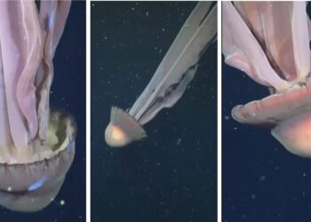 Goodbye to thinking we had seen everything in the Atlantic Ocean—a “ghost animal” the size of a bus is spotted, and the scene leaves everyone speechless