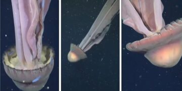 Goodbye to thinking we had seen everything in the Atlantic Ocean—a “ghost animal” the size of a bus is spotted, and the scene leaves everyone speechless