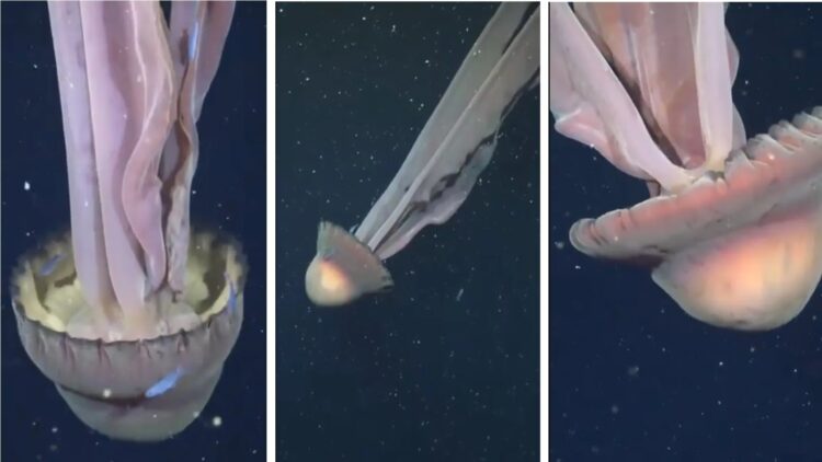 Goodbye to thinking we had seen everything in the Atlantic Ocean—a “ghost animal” the size of a bus is spotted, and the scene leaves everyone speechless