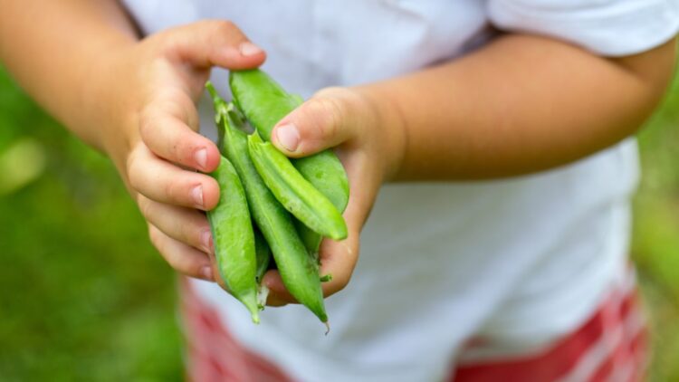 Confirmed by pediatricians—this inexpensive and overlooked food reduces the future risk of diabetes and heart disease 1 Confirmed by pediatricians—this inexpensive and overlooked food reduces the future risk of diabetes and heart disease