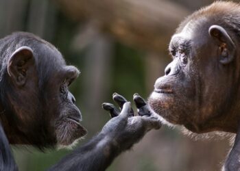 It's official—researchers document how chimpanzees use medicinal plants to treat themselves, and their gestures toward others change what we knew