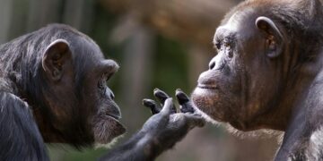 It's official—researchers document how chimpanzees use medicinal plants to treat themselves, and their gestures toward others change what we knew