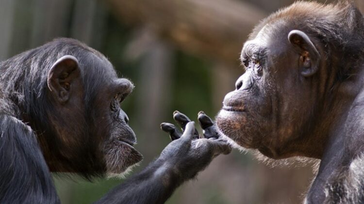 It's official—researchers document how chimpanzees use medicinal plants to treat themselves, and their gestures toward others change what we knew