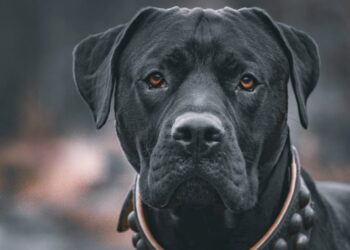 Confirmed by the local government—owning a dog now involves an annual fee and changes what you knew about responsible ownership 6 Confirmed by the local government—owning a dog now involves an annual fee and changes what you knew about responsible ownership