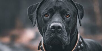 Confirmed by the local government—owning a dog now involves an annual fee and changes what you knew about responsible ownership