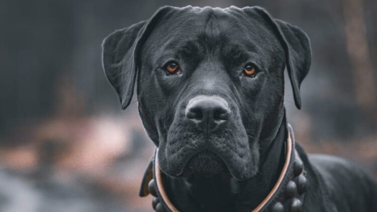 Confirmed by the local government—owning a dog now involves an annual fee and changes what you knew about responsible ownership 1 Confirmed by the local government—owning a dog now involves an annual fee and changes what you knew about responsible ownership