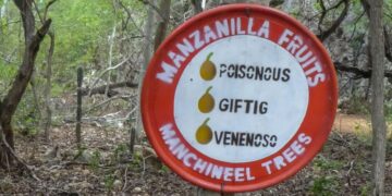 It's official—experts warn about the deadliest tree on the planet in Florida and urge people to stay away