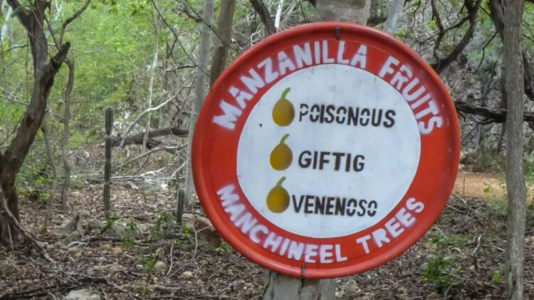 It's official—experts warn about the deadliest tree on the planet in Florida and urge people to stay away