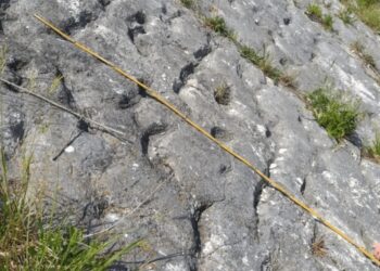 Confirmed—scientists confirm on Mount Cònero that a stampede of sea turtles was frozen by a prehistoric earthquake