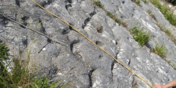 Confirmed—scientists confirm on Mount Cònero that a stampede of sea turtles was frozen by a prehistoric earthquake