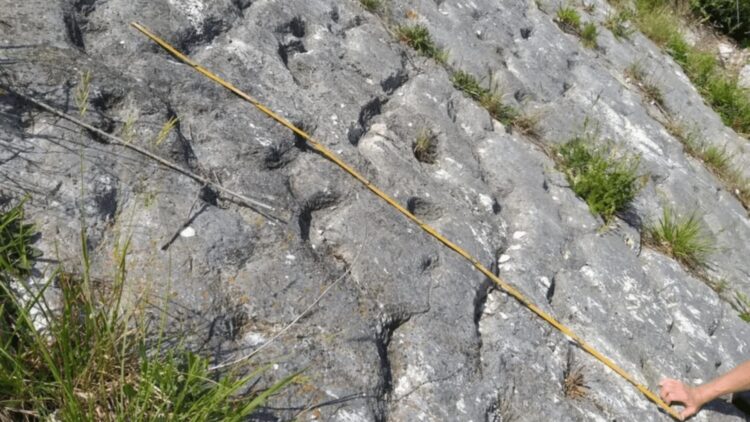 Confirmed—scientists confirm on Mount Cònero that a stampede of sea turtles was frozen by a prehistoric earthquake