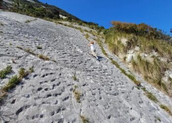 A walk in the mountains in Italy reveals an 80-million-year-old stampede of sea turtles—Climbing was the plan, but the surprise was something else entirely