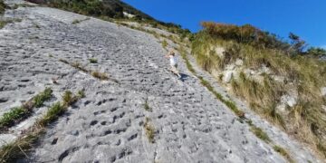 A walk in the mountains in Italy reveals an 80-million-year-old stampede of sea turtles—Climbing was the plan, but the surprise was something else entirely