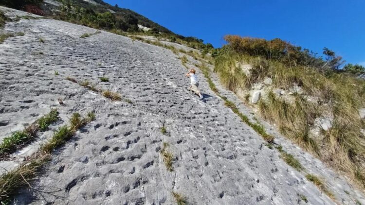 A walk in the mountains in Italy reveals an 80-million-year-old stampede of sea turtles—Climbing was the plan, but the surprise was something else entirely