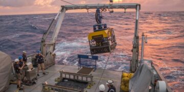 It's official—Argentine researchers identify new species at the bottom of the South Atlantic and surprise the international scientific community