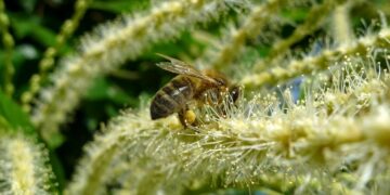 Neither a common bee nor a simple misidentification—this is the insect that stunned the scientist in the middle of the orchard