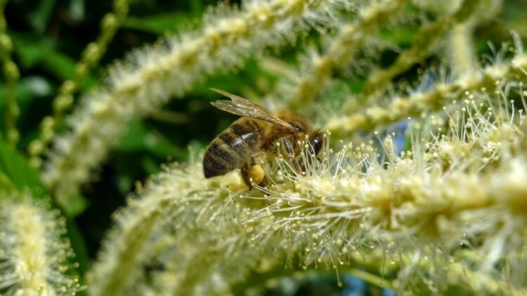 Neither a common bee nor a simple misidentification—this is the insect that stunned the scientist in the middle of the orchard