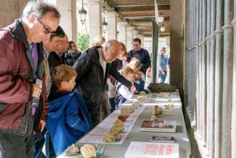 Fiesta de San Frutos 12 Fiestas San Frutos Exposición Minerales