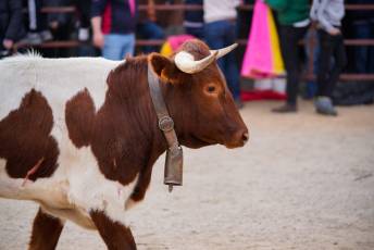 Fotogaleria V Carnaval Taurino en Garcillán 82 V CARNAVAL TAURINO GARCILLÁN