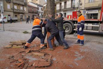 Fotogalería Corte y Colocación Pino Gabarrero en El Espinar 31 Fotografía: Miguel Angel Fernández