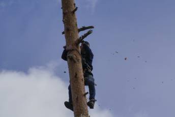 Fotogalería Corte y Colocación Pino Gabarrero en El Espinar 14 Fotografía: Miguel Angel Fernández
