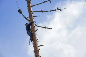 Fotogalería Corte y Colocación Pino Gabarrero en El Espinar 22 Fotografía: Miguel Angel Fernández