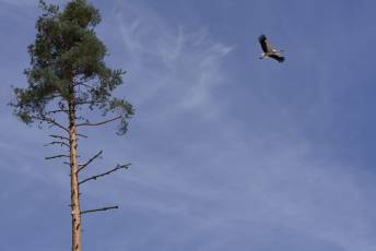 Fotogalería Fiesta de los Gabarreros en El Espinar 91 Fotografía: Miguel Angel Fernández