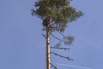 Fotogalería Fiesta de los Gabarreros en El Espinar 85 Fotografía: Miguel Angel Fernández