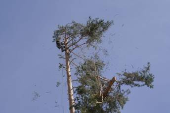 Fotogalería Fiesta de los Gabarreros en El Espinar 101 Fotografía: Miguel Angel Fernández