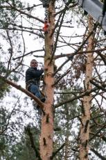 Fotogalería Corte y Colocación Pino Gabarrero en El Espinar 32 Fotografía: Luis Horcajada