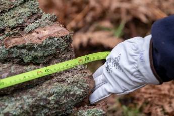 Fotogalería Corte y Colocación Pino Gabarrero en El Espinar 35 Fotografía: Luis Horcajada