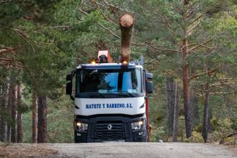 Fotogalería Corte y Colocación Pino Gabarrero en El Espinar 23 Fotografía: Luis Horcajada