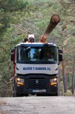 Fotogalería Corte y Colocación Pino Gabarrero en El Espinar 18 Fotografía: Luis Horcajada