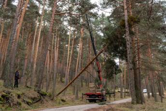 Fotogalería Corte y Colocación Pino Gabarrero en El Espinar 55 Fotografía: Luis Horcajada