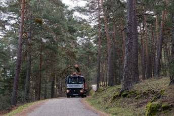 Fotogalería Corte y Colocación Pino Gabarrero en El Espinar 84 Fotografía: Luis Horcajada